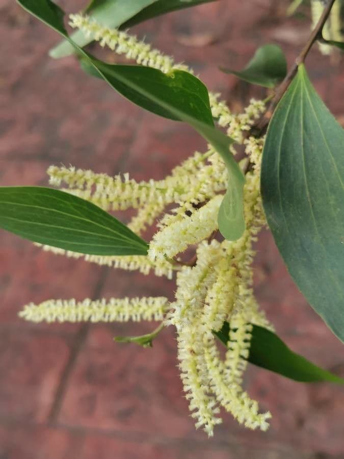 Akacja mangium 9