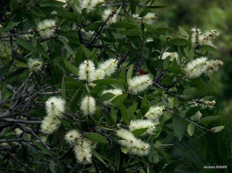 Fünfnerviger Teebaum 14