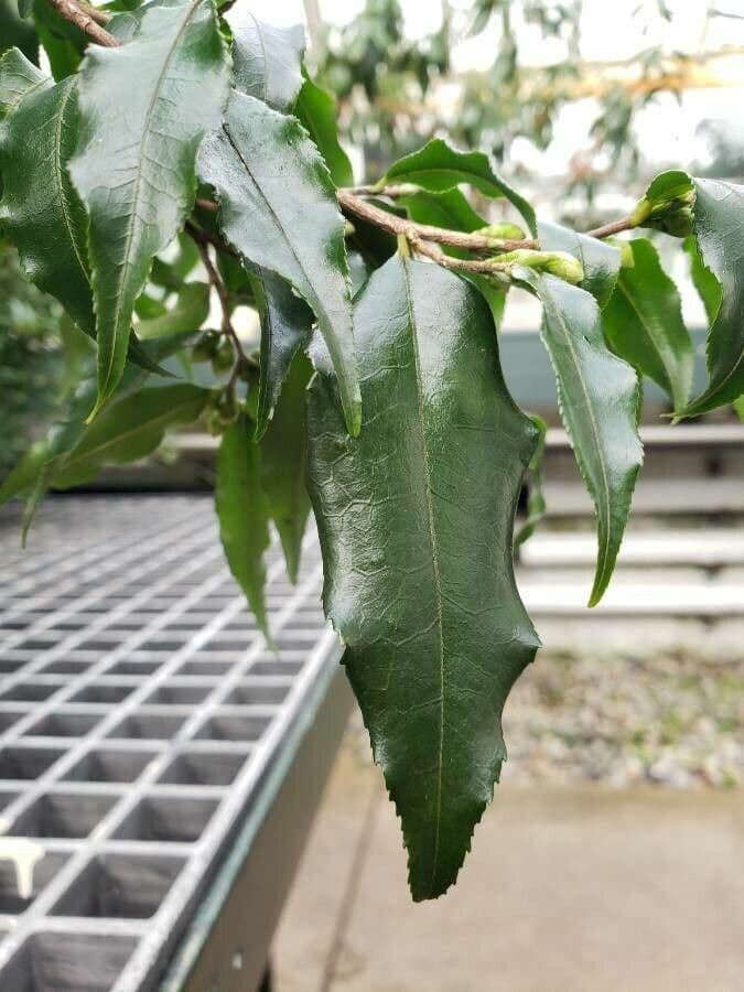 Camelia 5
