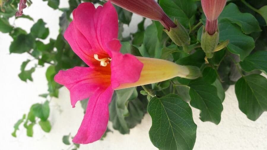 Amphilophium 3