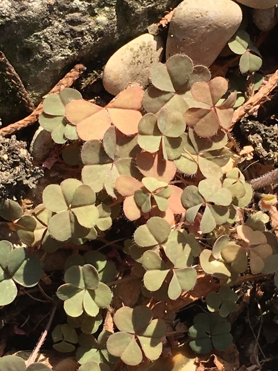 Oxalis 6