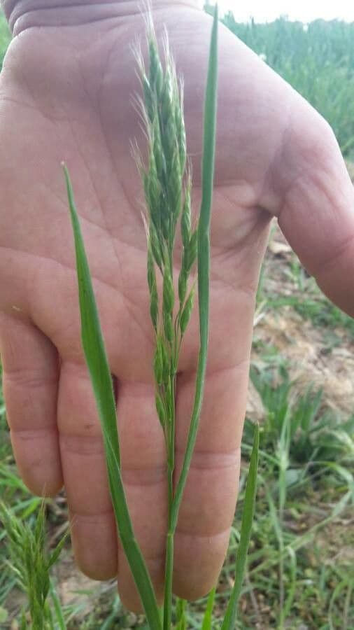 Festuca falascona 11