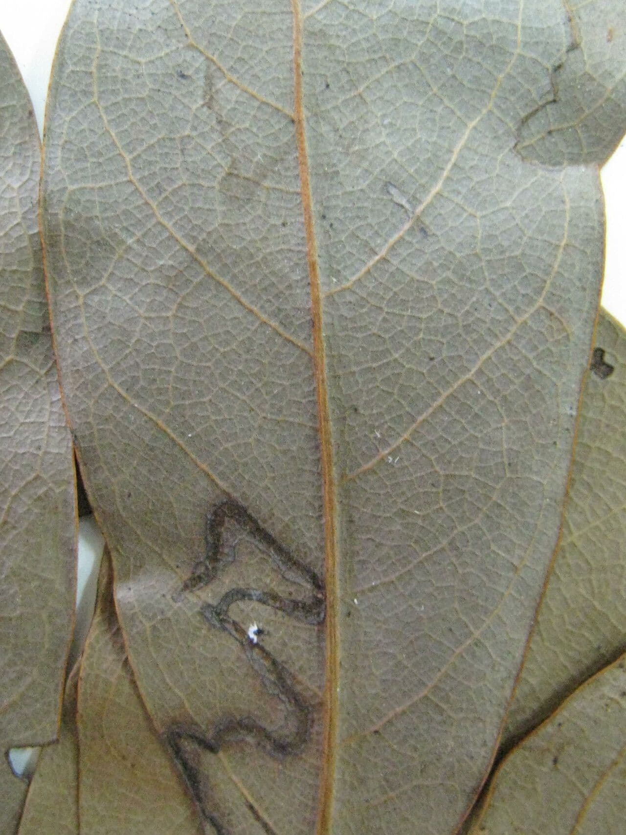 Ocotea 7