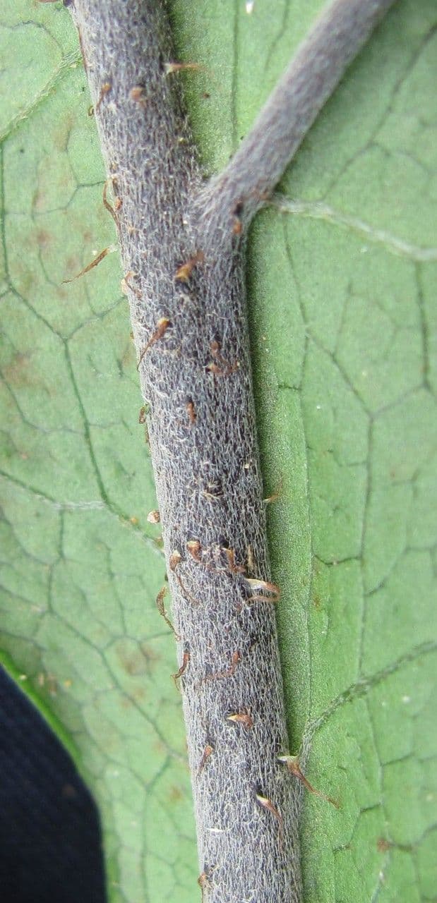 Hypoderris 7