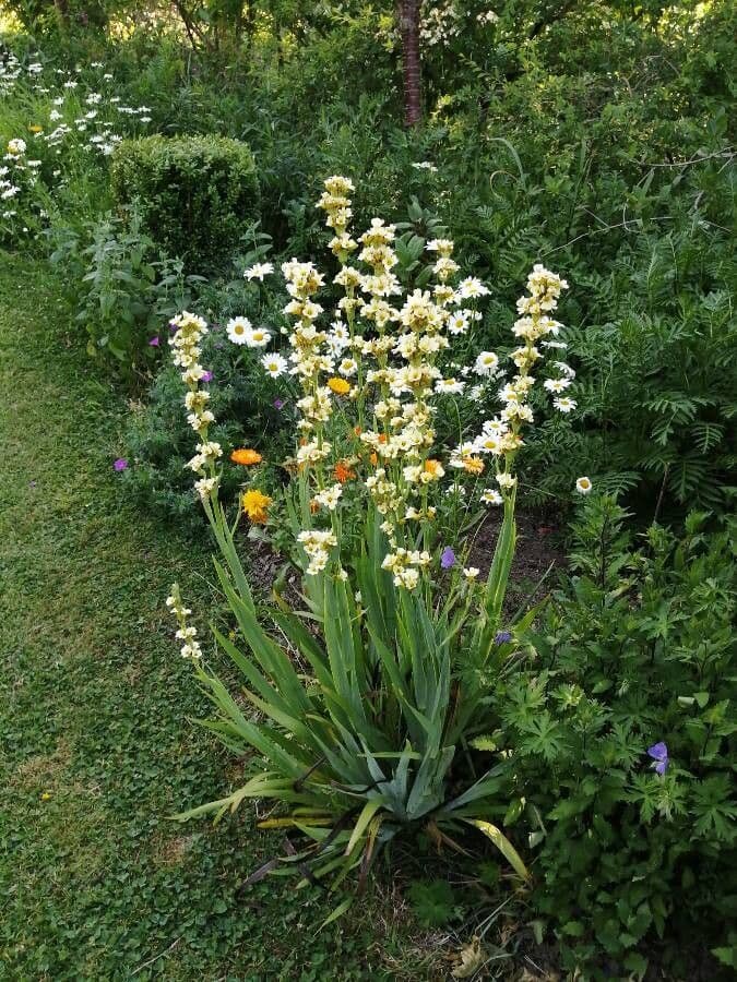 Sisyrinchium striato 10