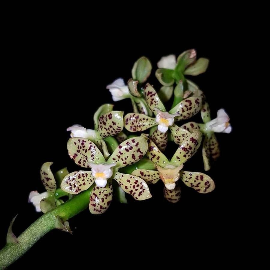 Prosthechea vespa 2