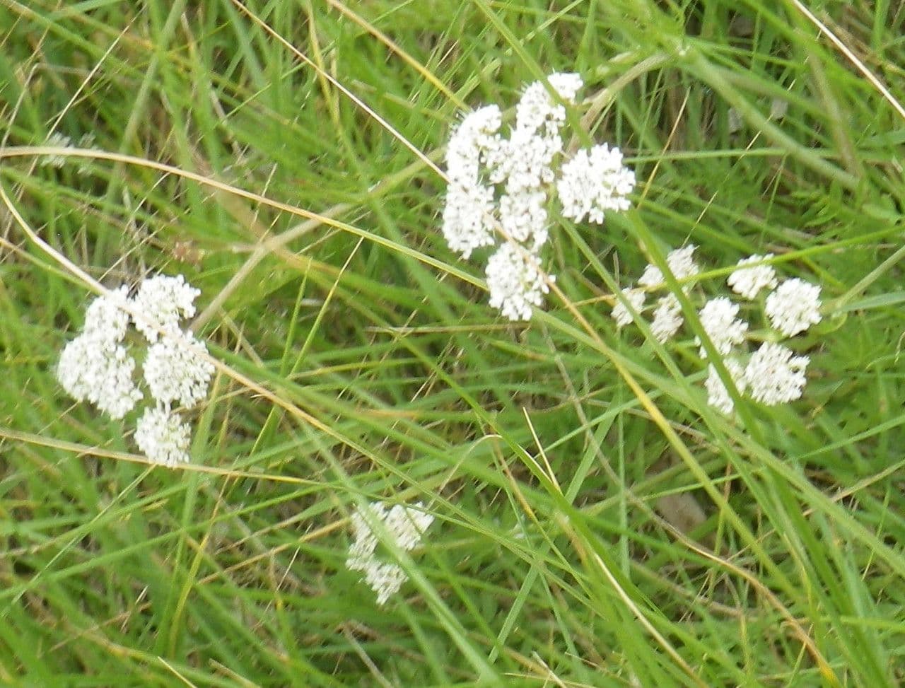 Krčinec 13
