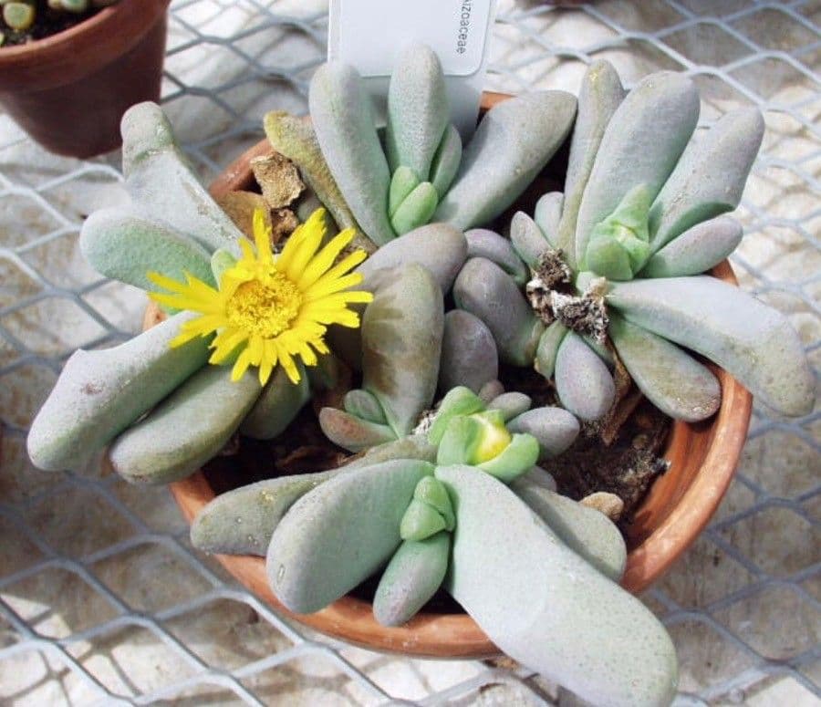 Lapidaria 6