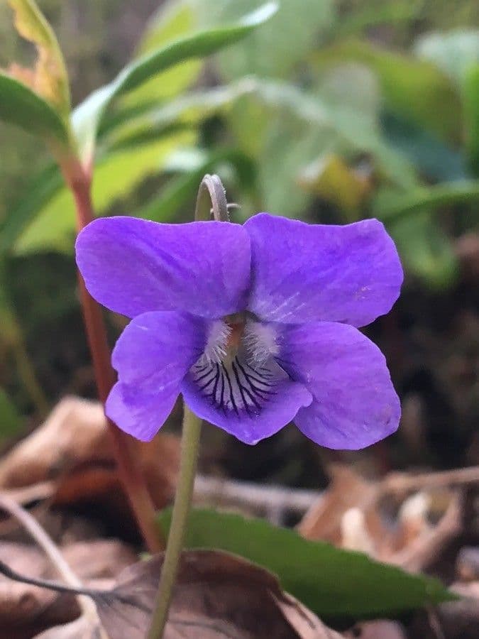 Viola di Rivinus 10