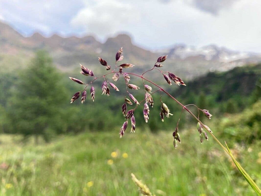 Alpen-Rispe 2