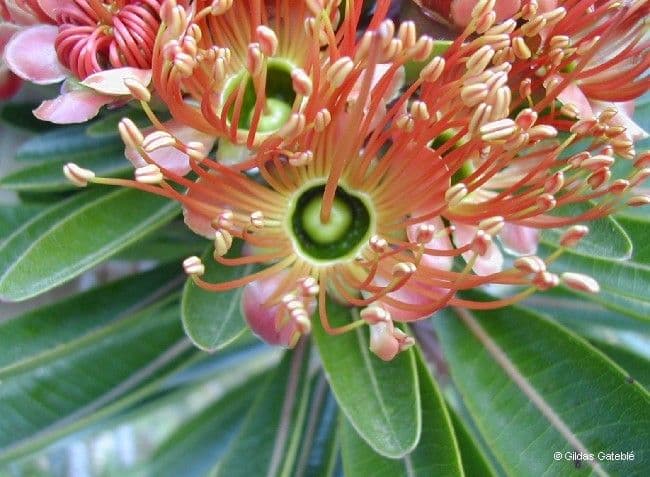 Xanthostemon 5