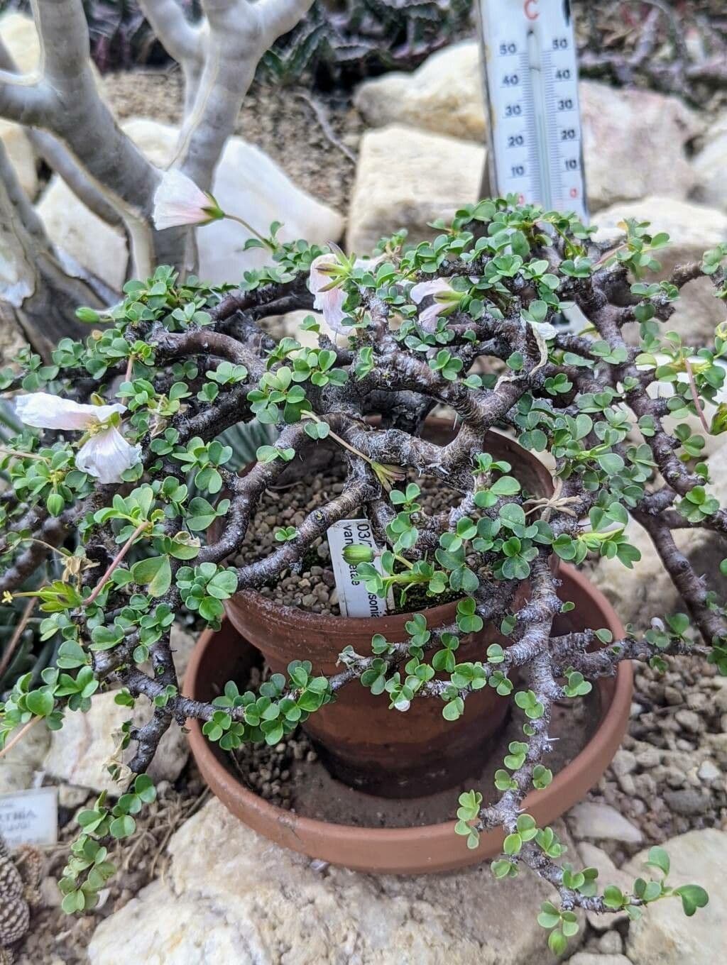 Sarcocaulon