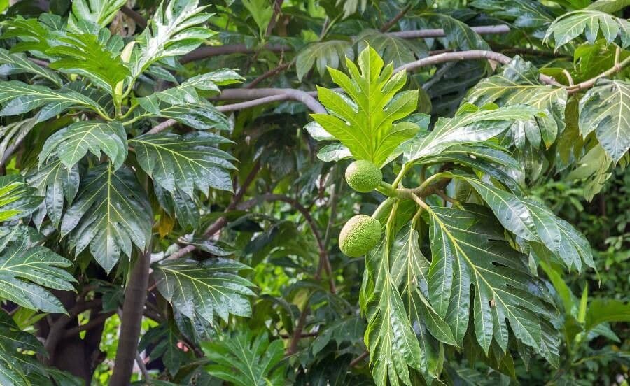 Albero del pane 16