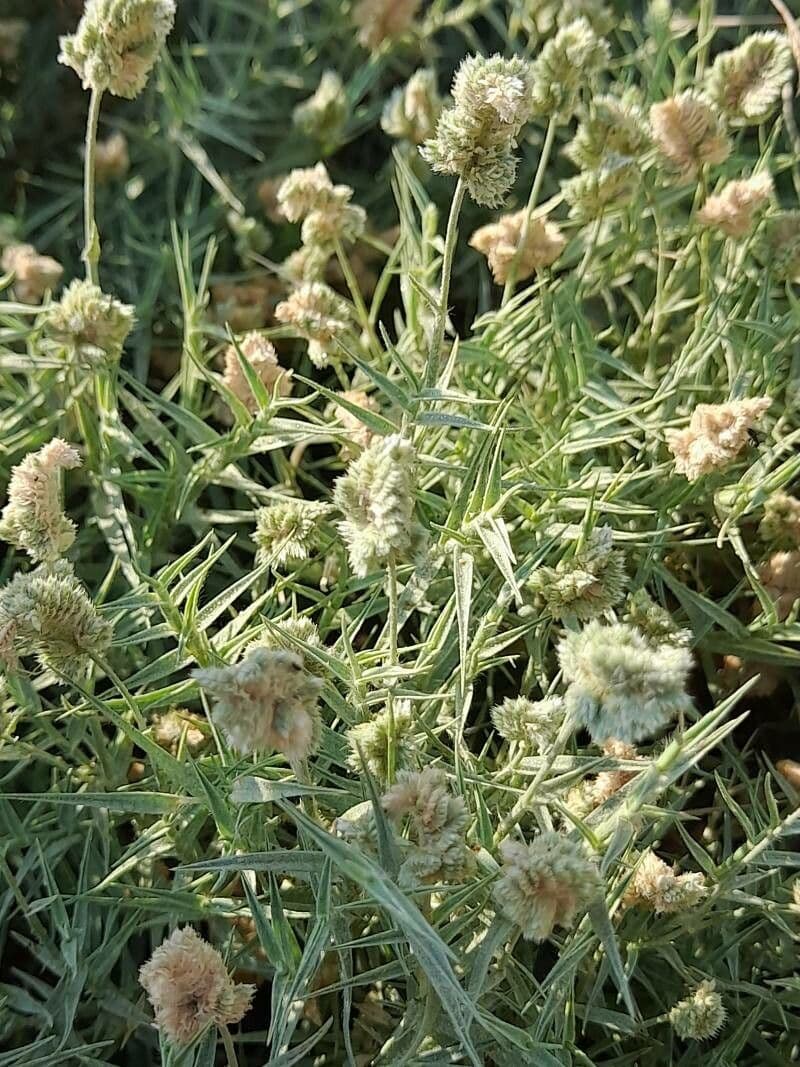 Aeluropus lagopoides 17