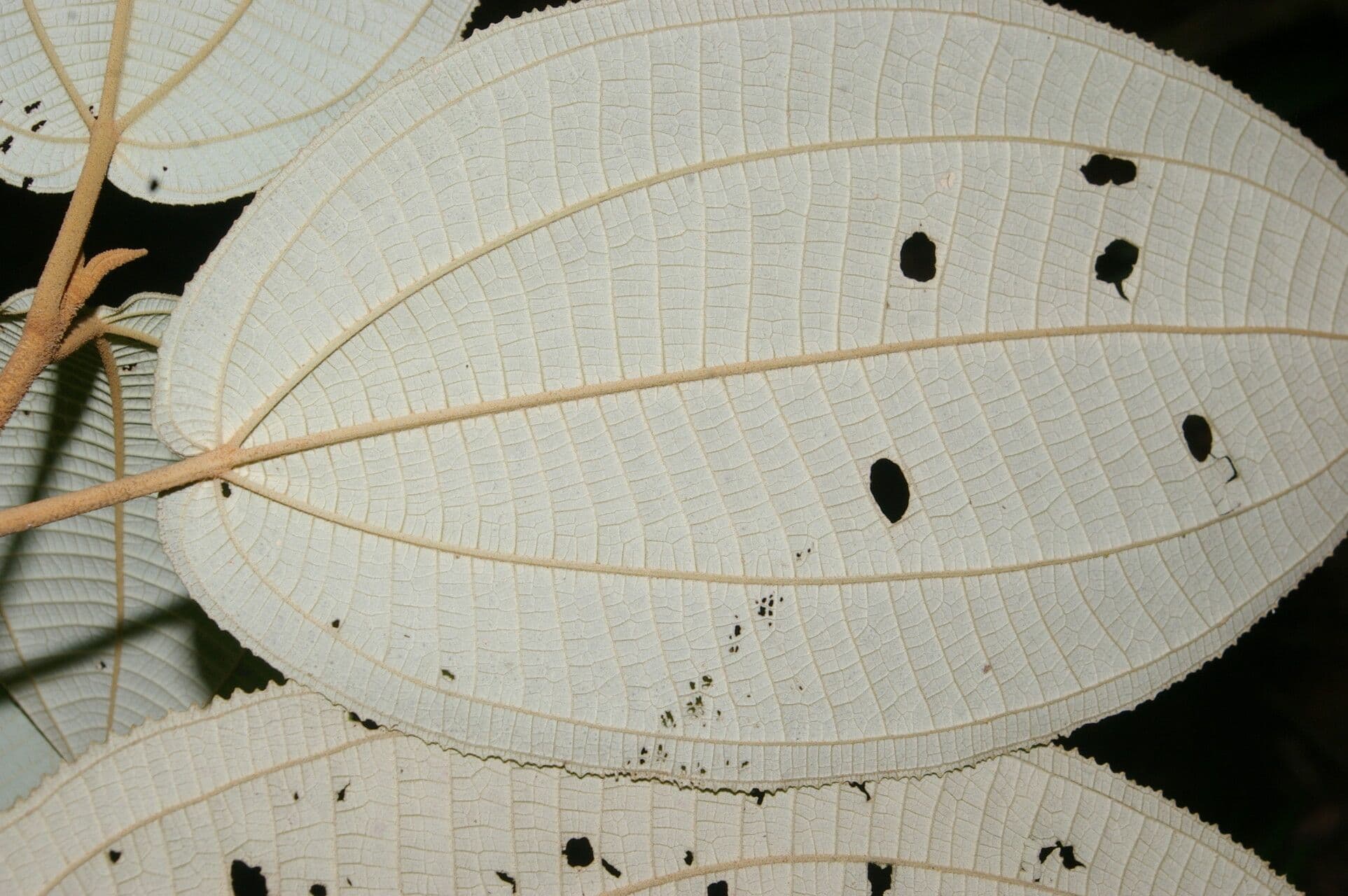 Miconia bubalina 10