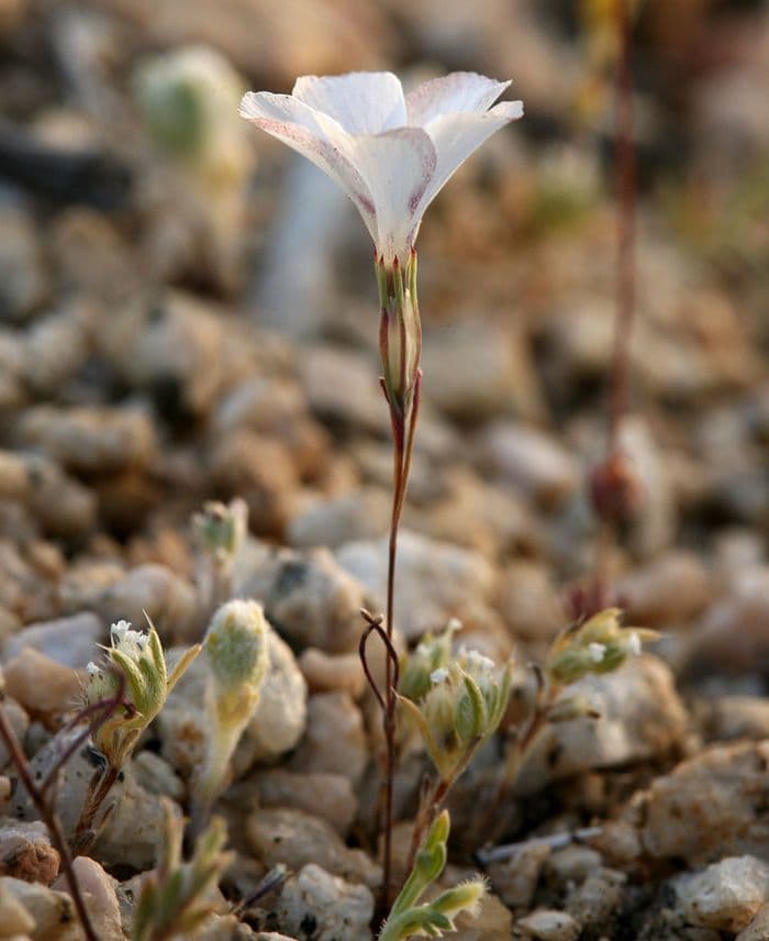 Linanthus 8