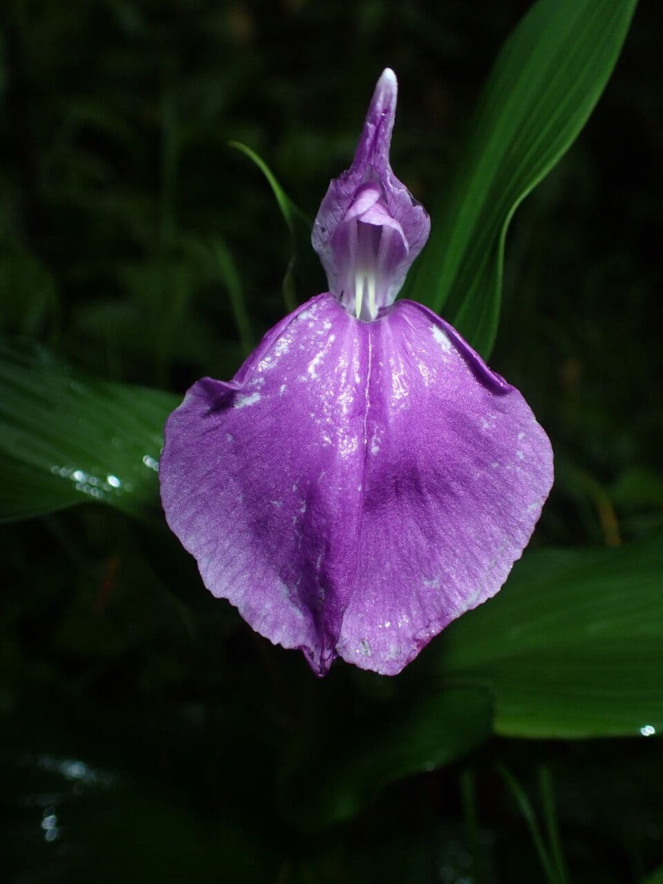 Roscoea 5