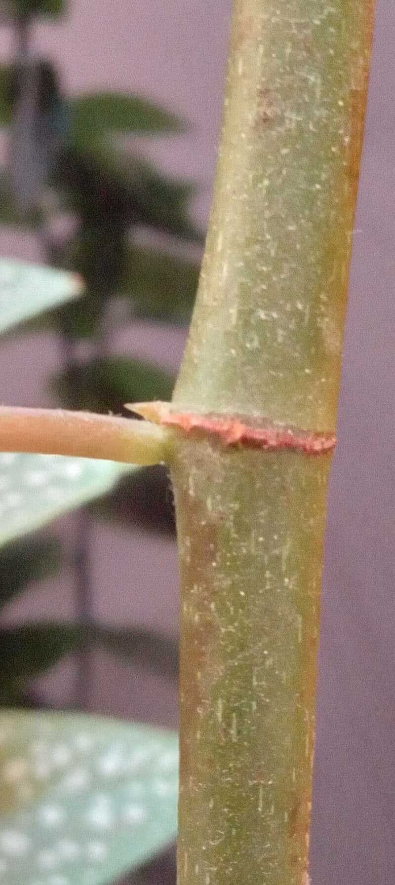 Begonia 22