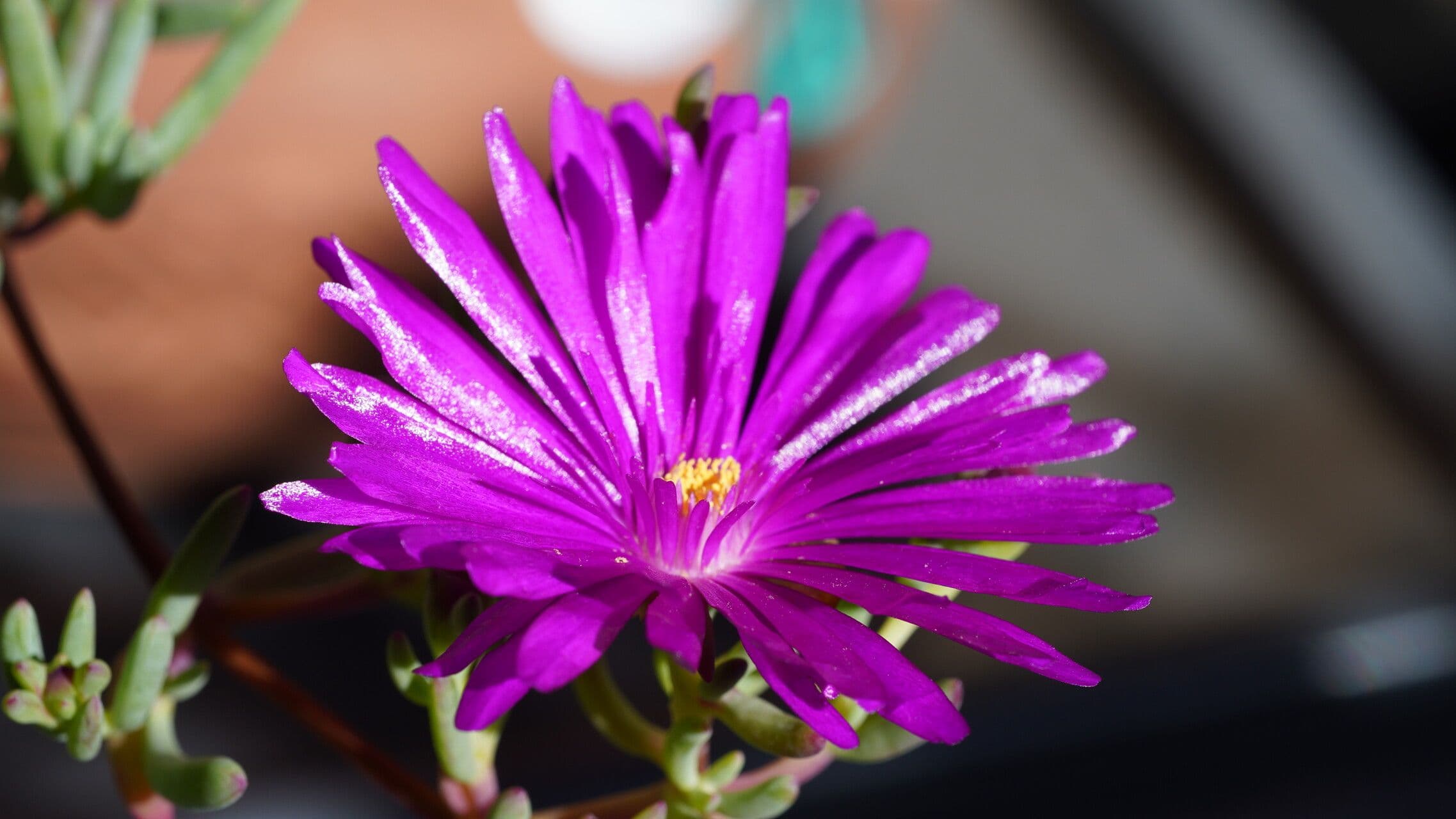 Delosperma 2