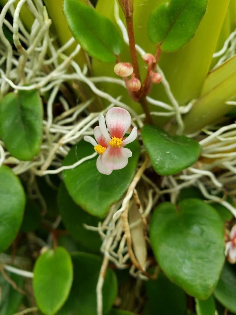 Begonia 4