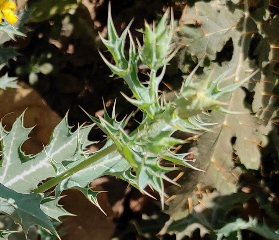 Argemone mexická 2