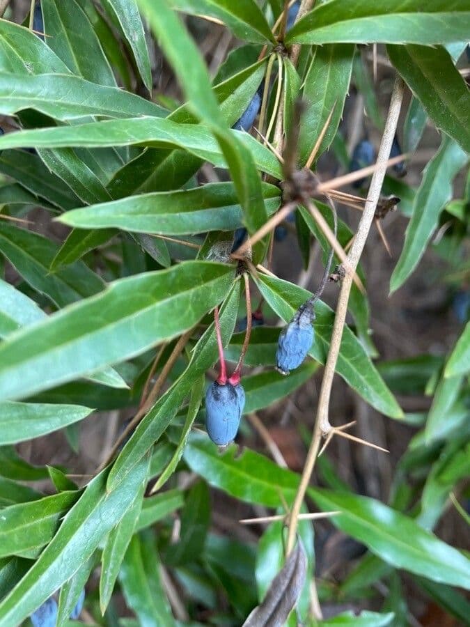 Berberys Gagnepaina 3