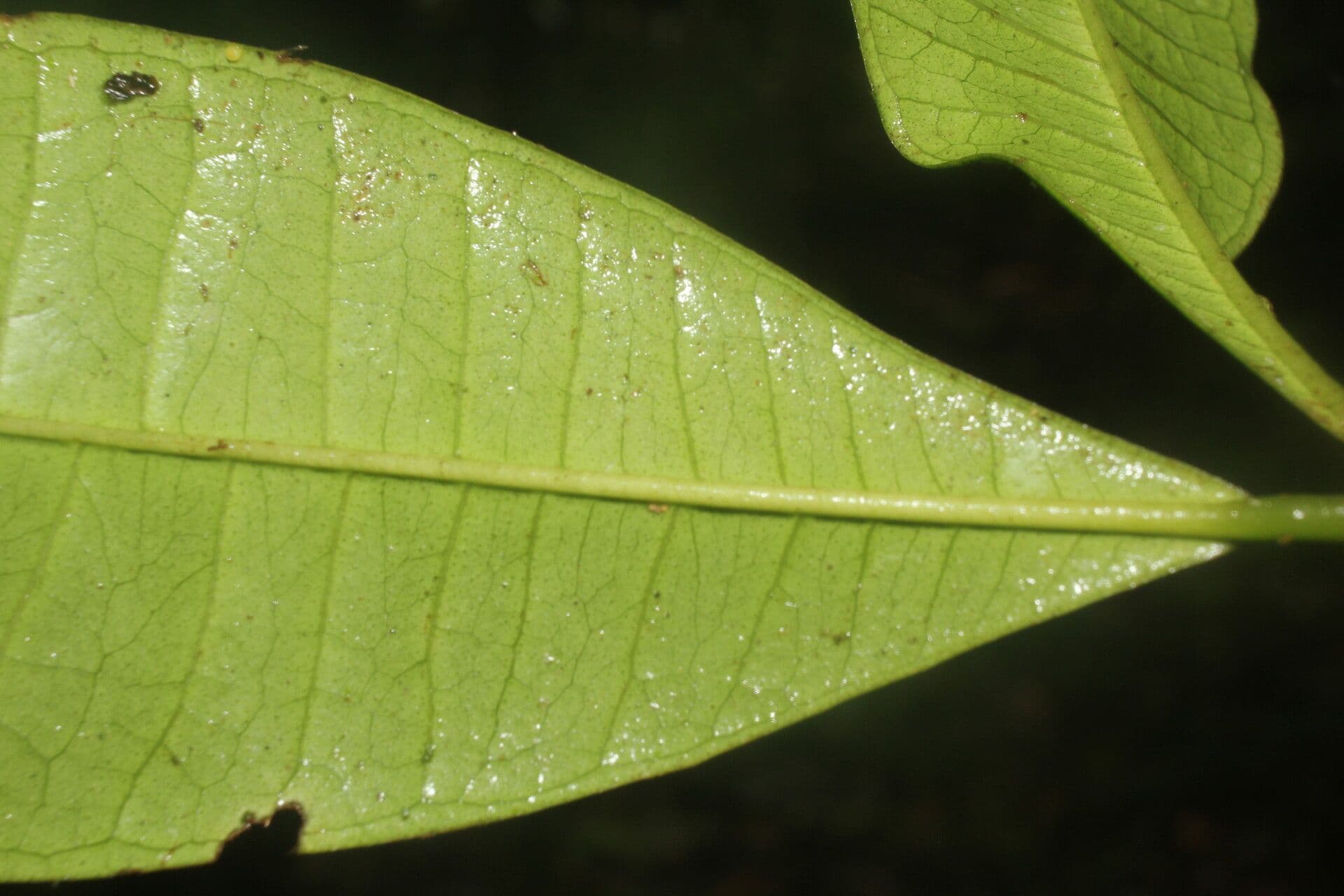 Allspice 8