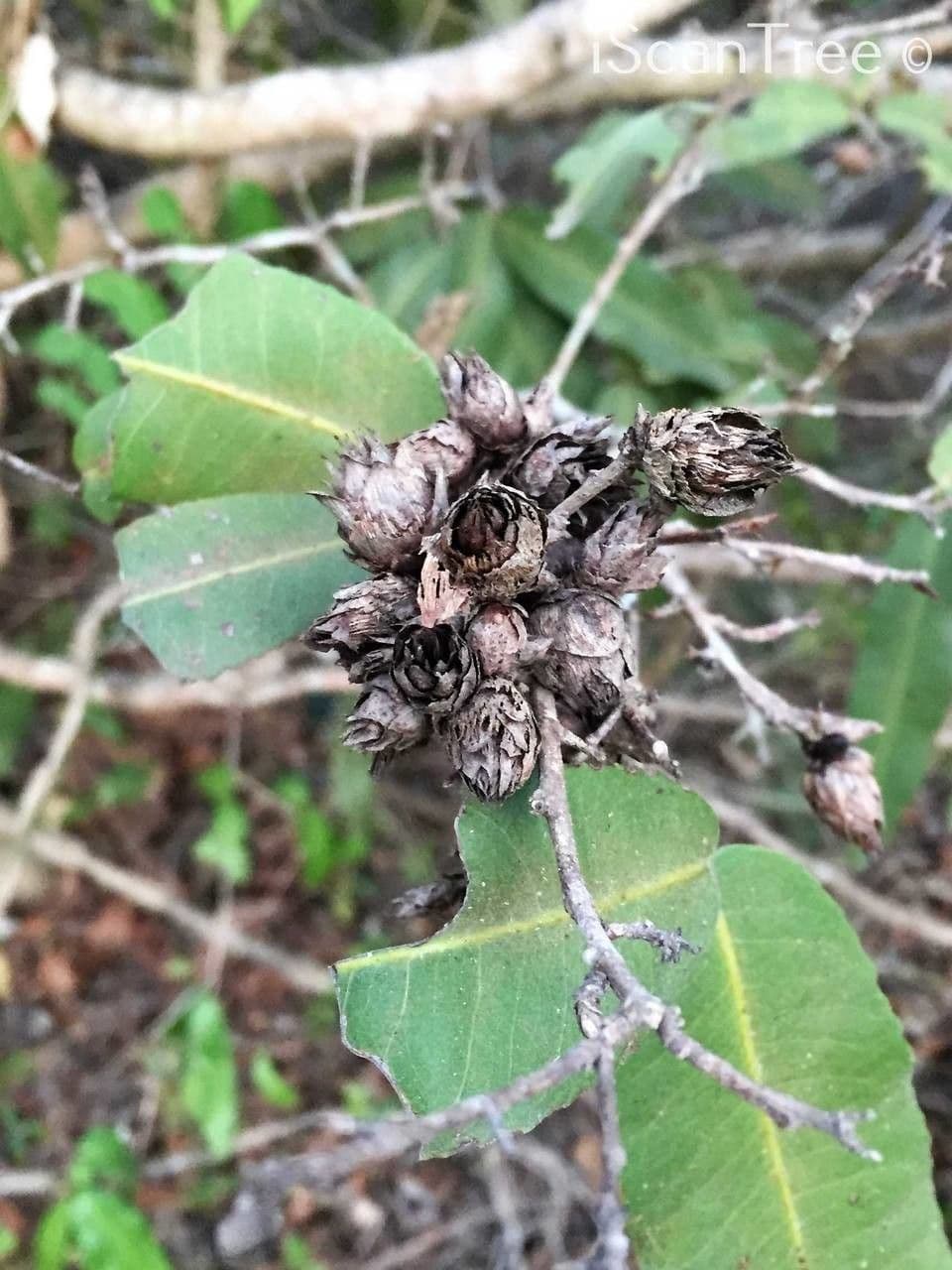 Ochna