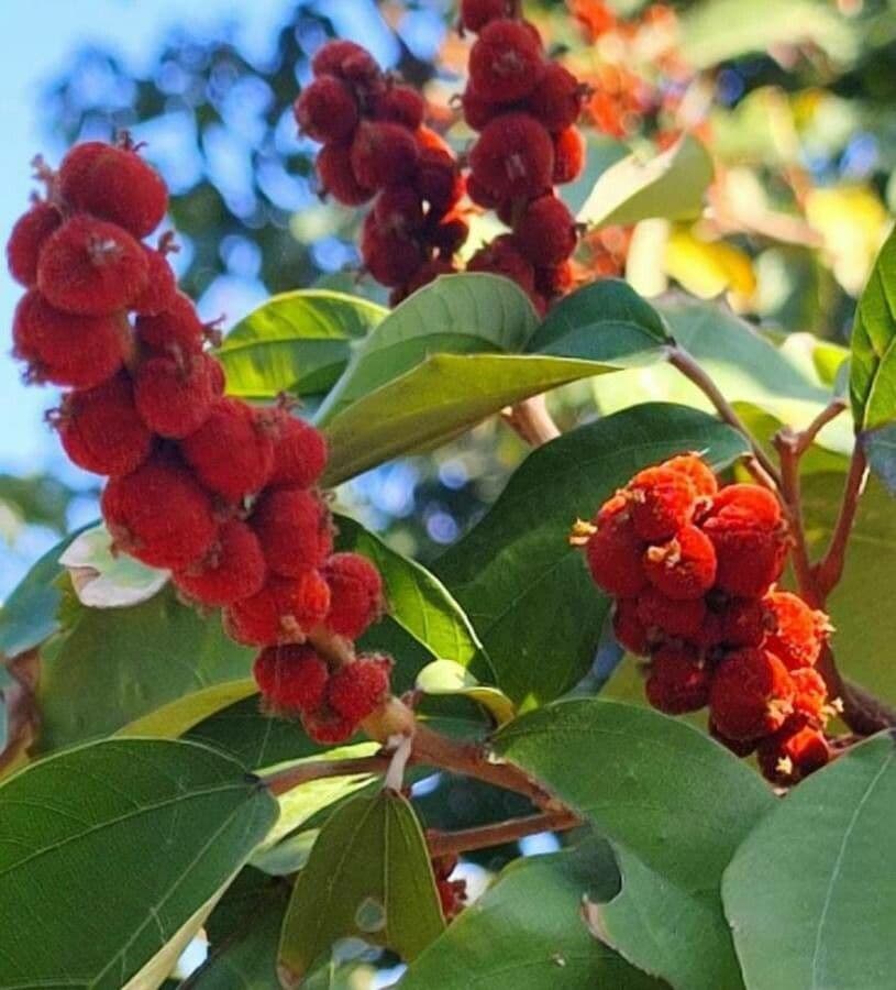 Mallotus philippensis 8