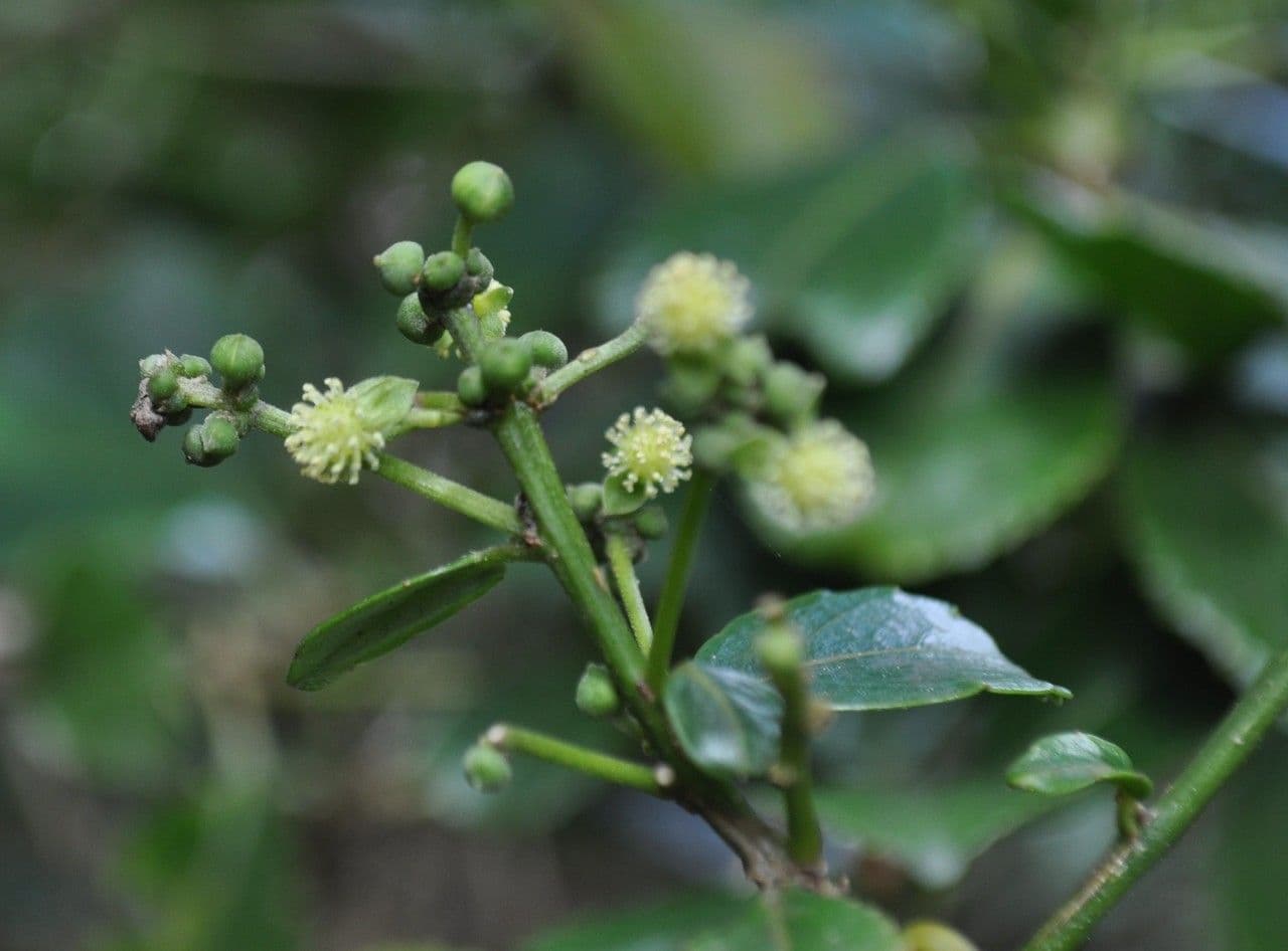 Claoxylon 10