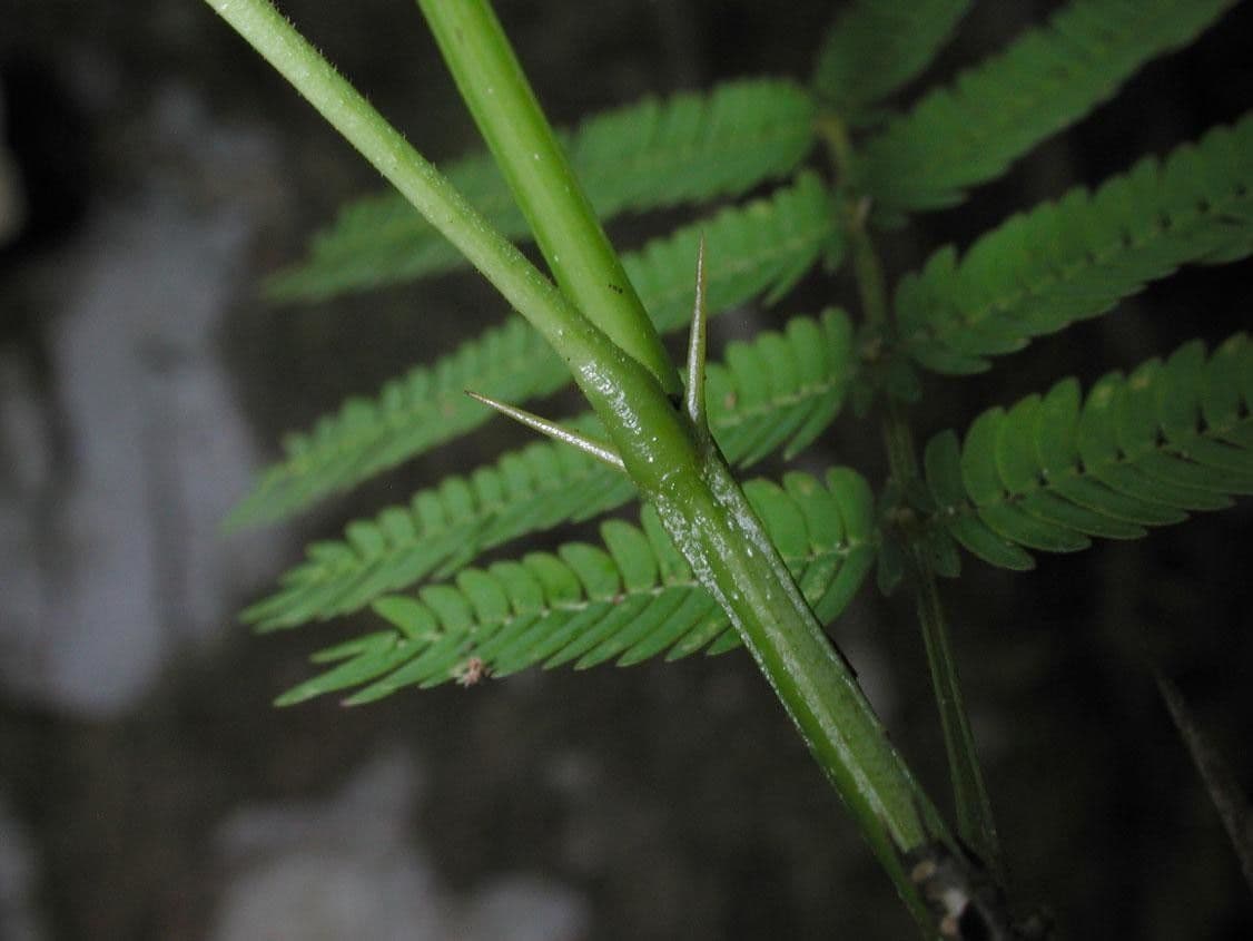 Vachellia 5