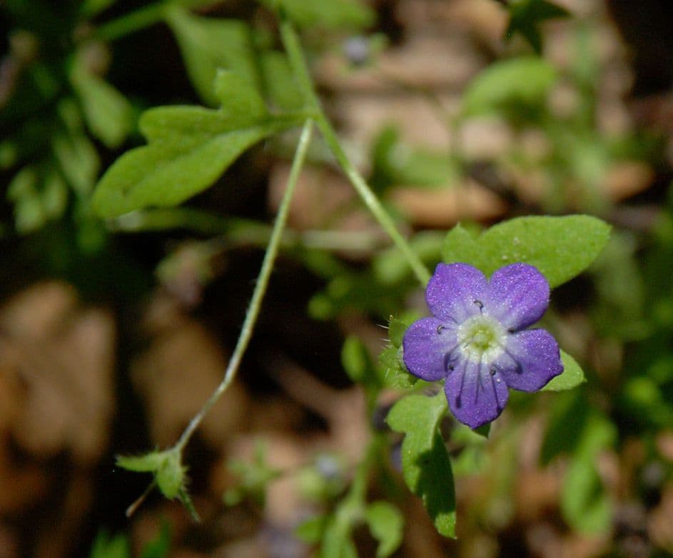 Nemophila pulchella 3