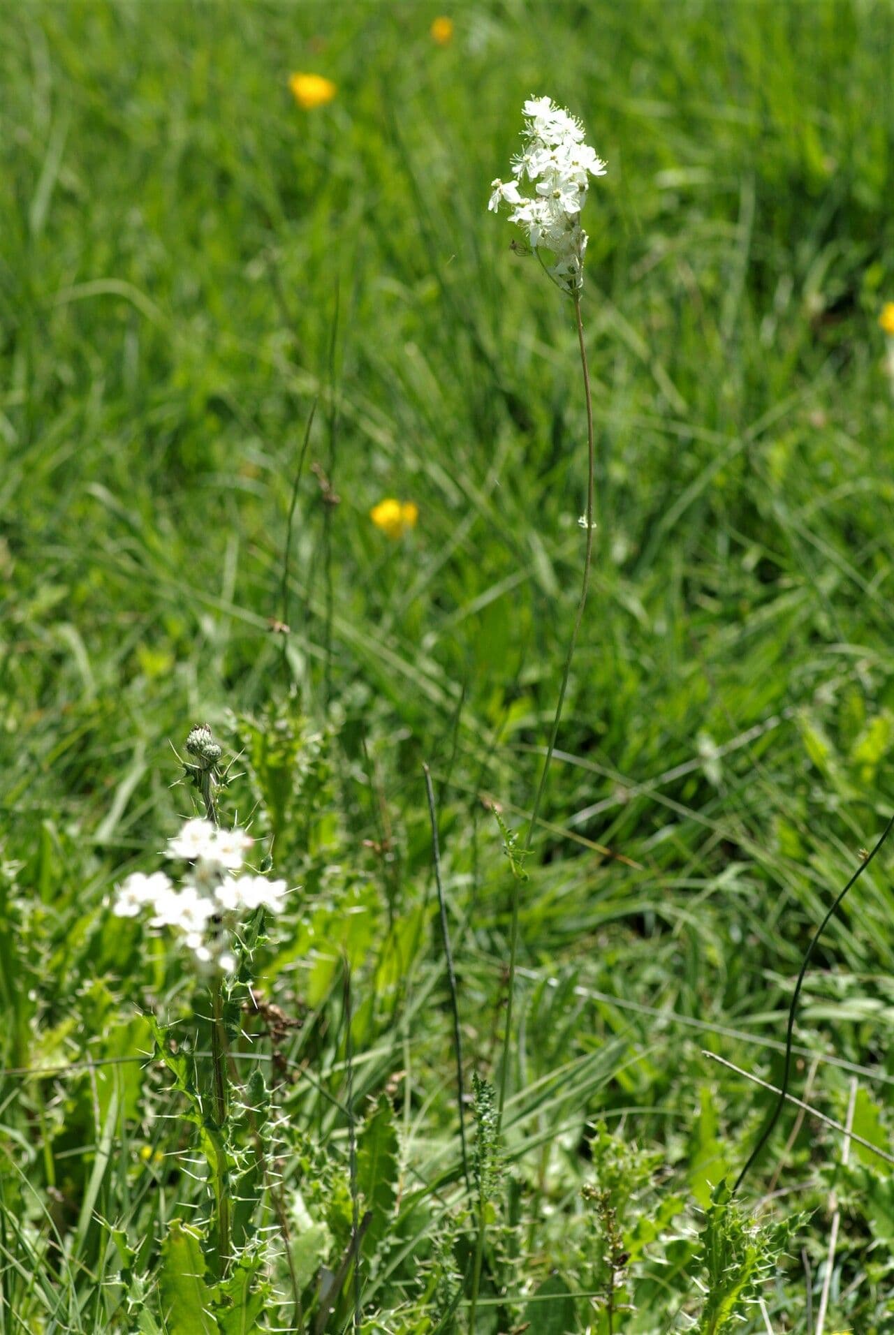 Filipendula comune 14
