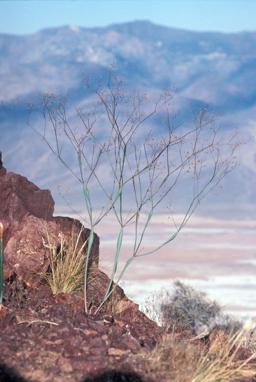 Polygonum gonfiato 5