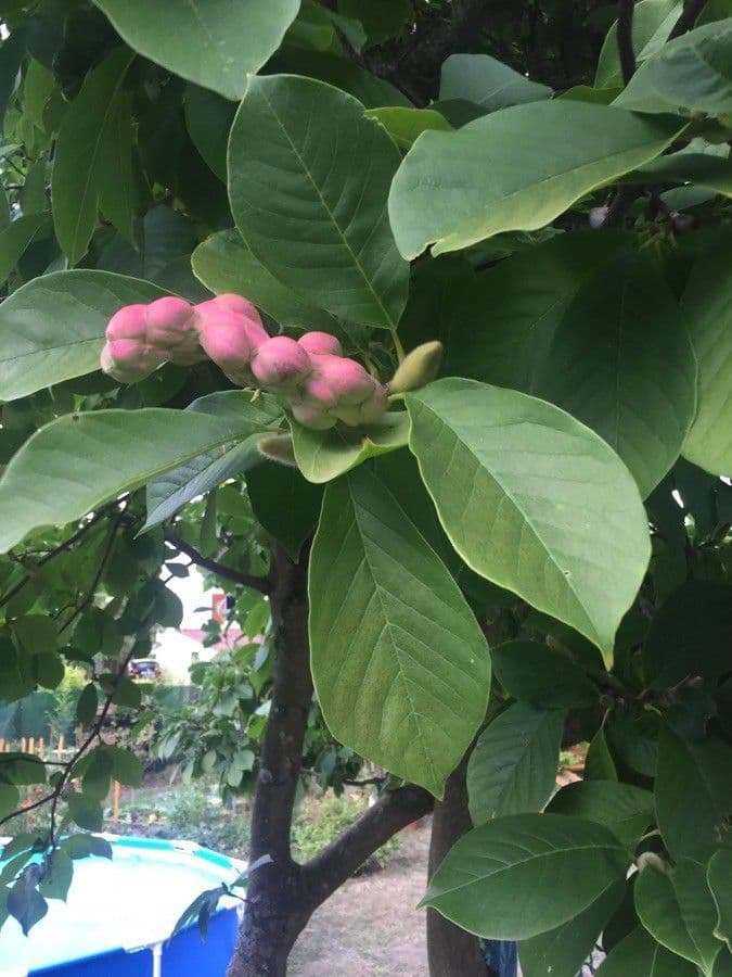 Magnolia acuminata 2