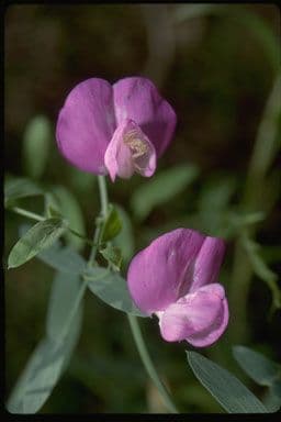 Hrach brachycalyx 3
