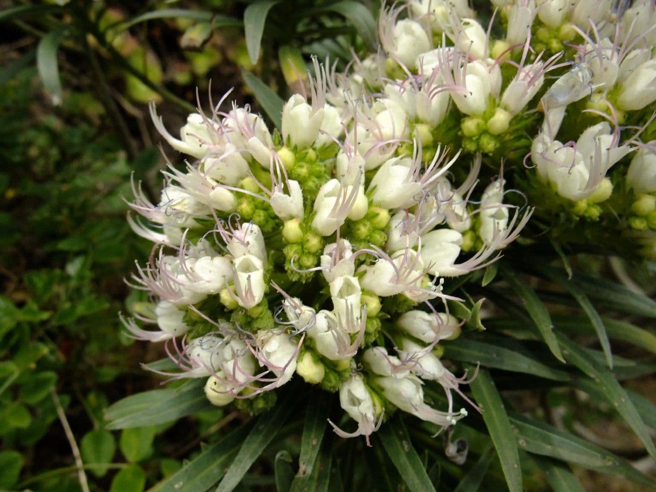 Echio gigante 3