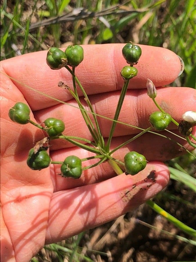 Nothoscordum bivalve