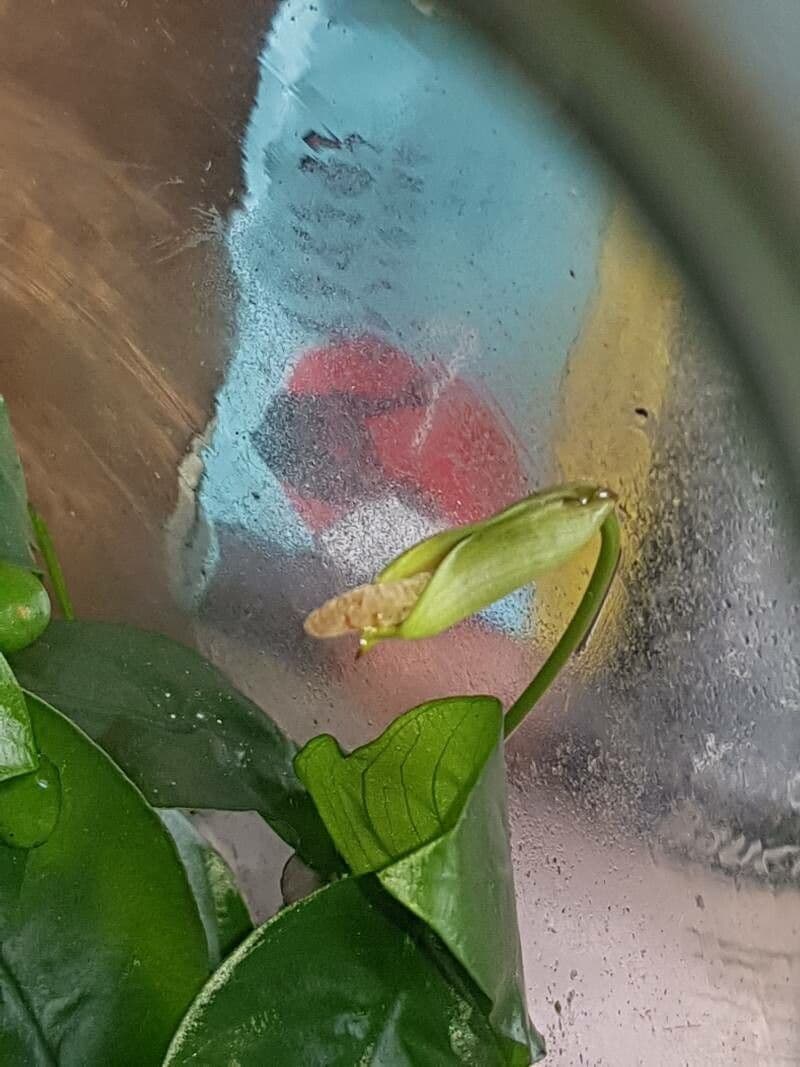 Anubias di Barter 4