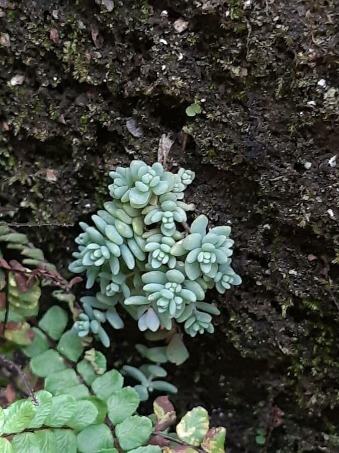 Borracina cinerea 20