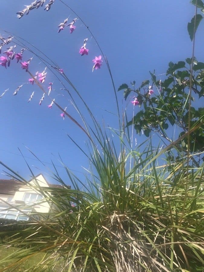 Dierama 15