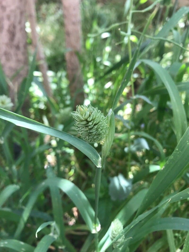 Scagliola 18