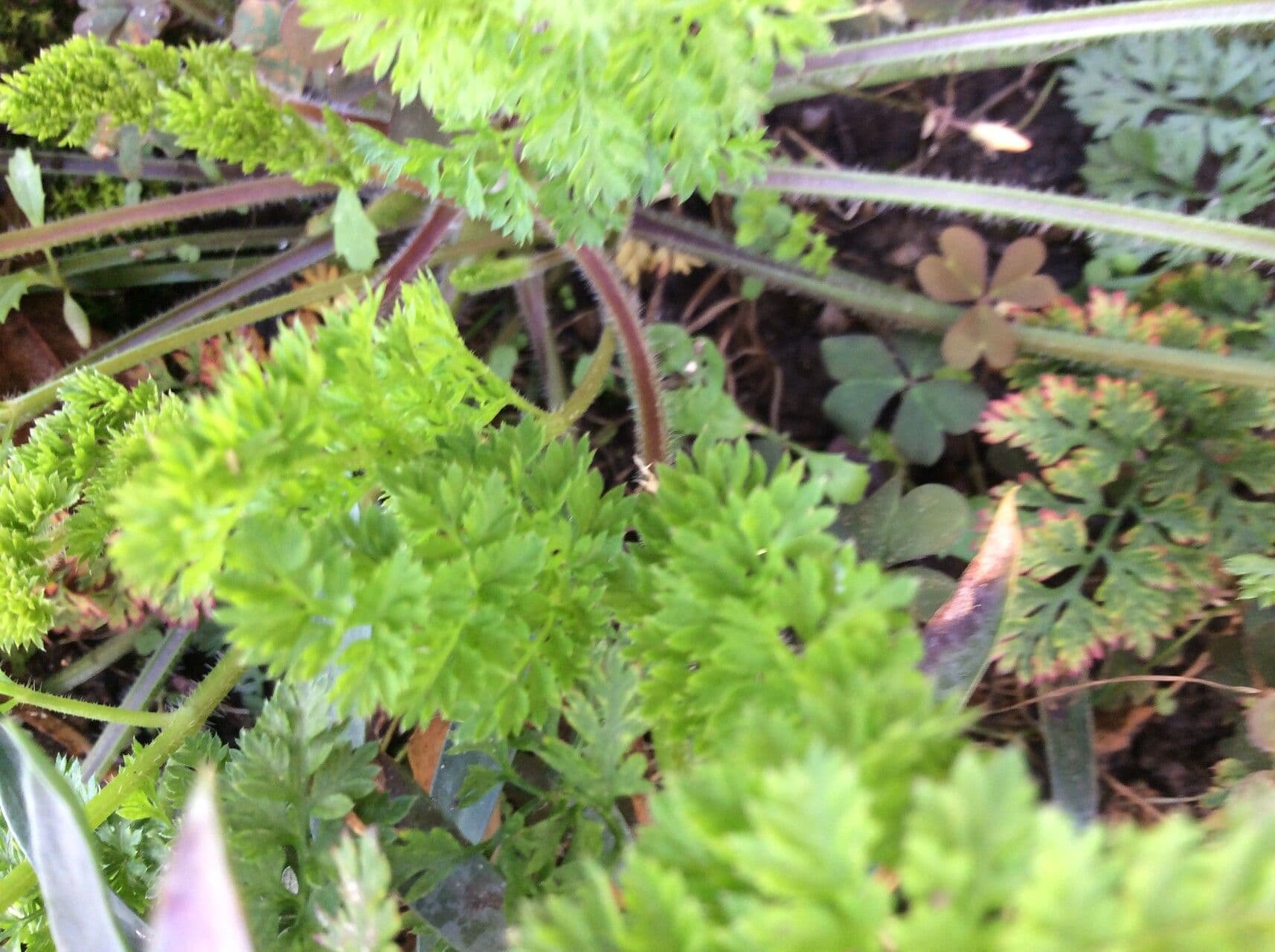 Carota selvatica irta 26