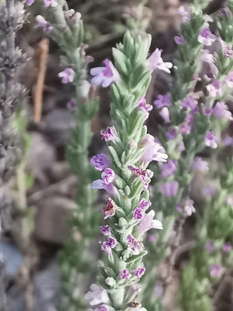 Savorella juliana 3