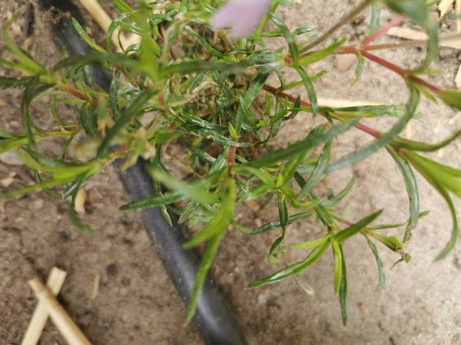 Floks rozpostarty 11