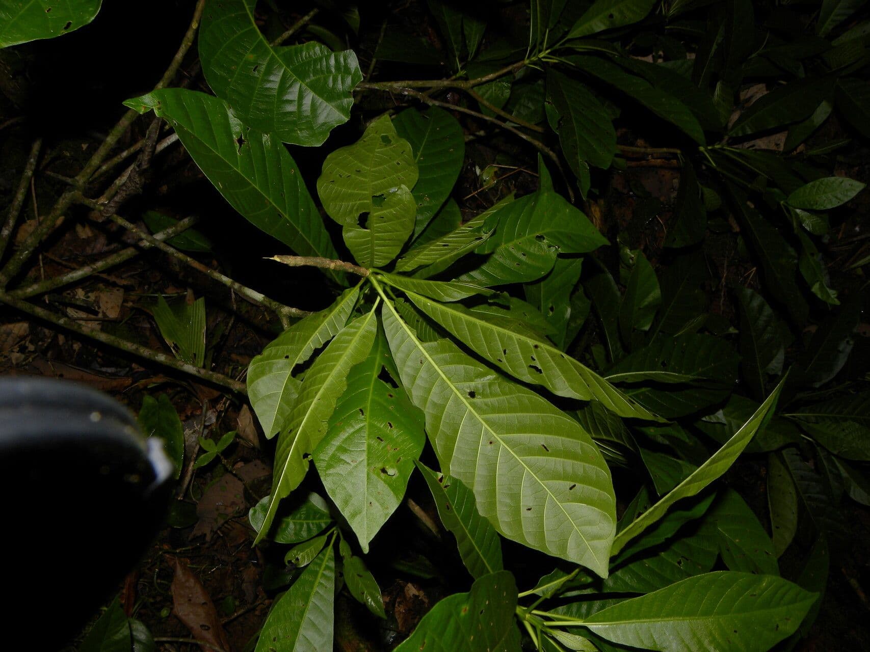 Kleinblütige Chimarrhis 6