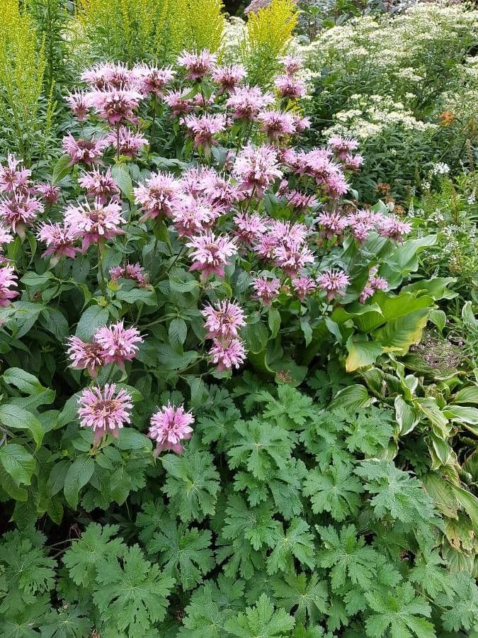 Monarda didyma 14