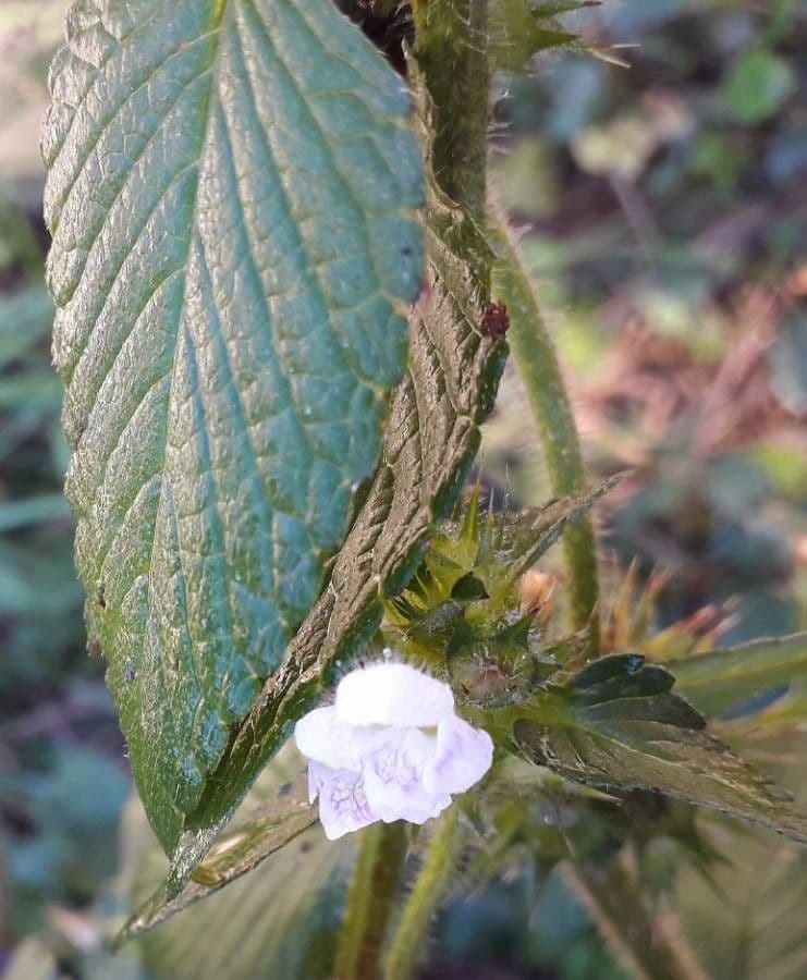 Canapa selvatica 16