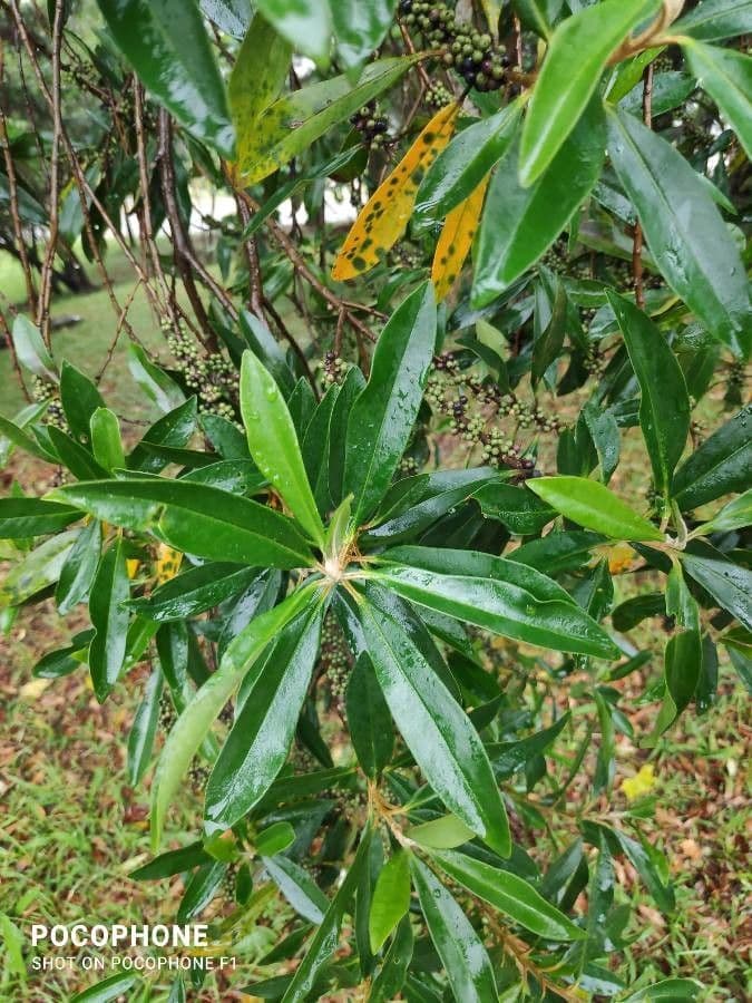 Myrsine coriacea 13