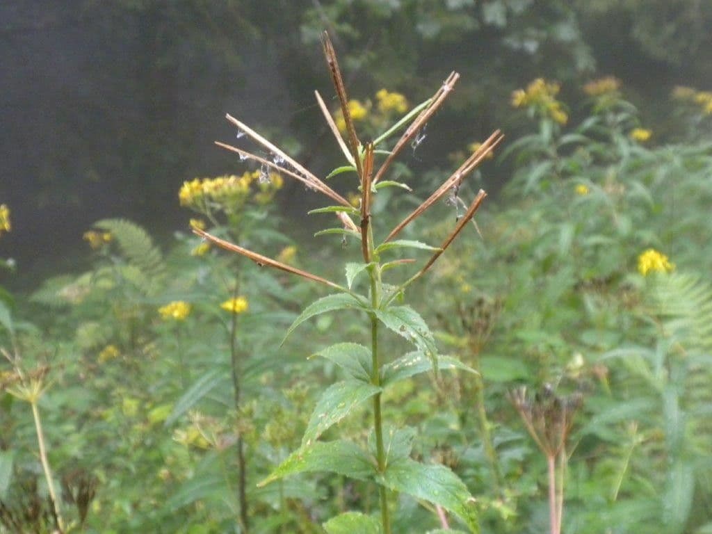 Epilobium alpestre 2